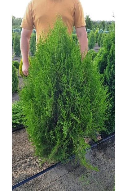 Туя Платікладус із густою структурою гілок.
