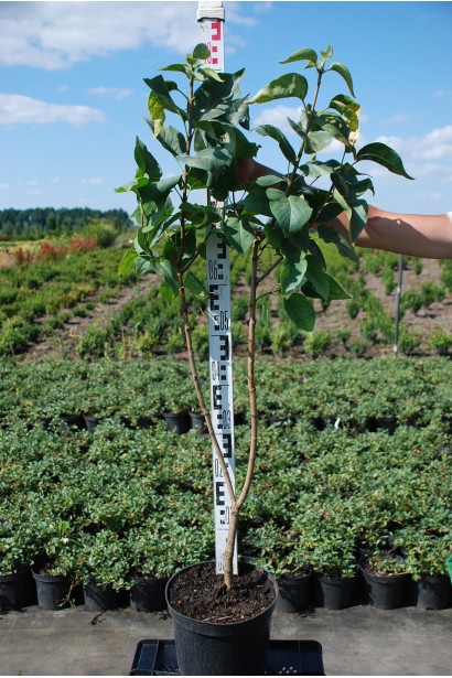 Сирень обыкновенная Красавица Москвы 