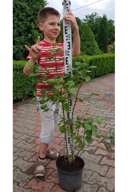 Саженец Сирень обыкновенного