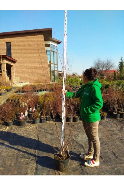 Саджанець тамариксу дрібноквіткового