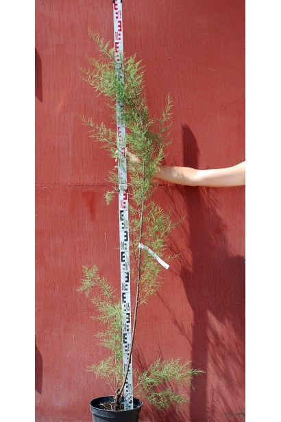 Тамарикс дрібноквітковий