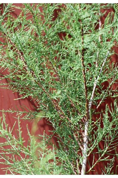 Саджанець Тамарикс дрібноквітковий для декоративних цілей.