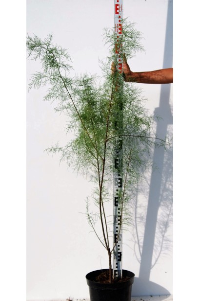 Тамарикс дрібноквітковий в садовому центрі