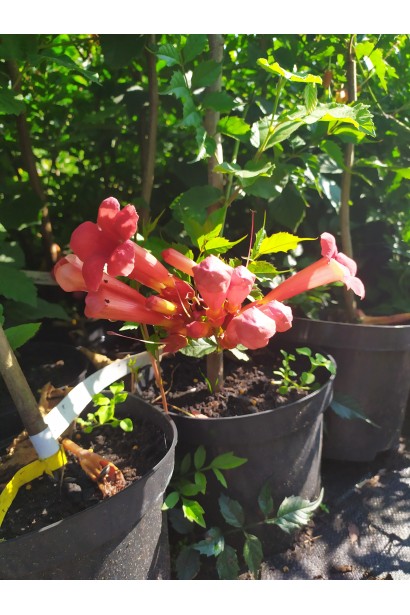 Кампсис Фламенко саженцы в садовом центре