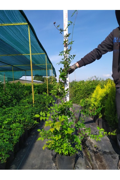 Кампсис укоренительный Фламенко саженец 100-120 см