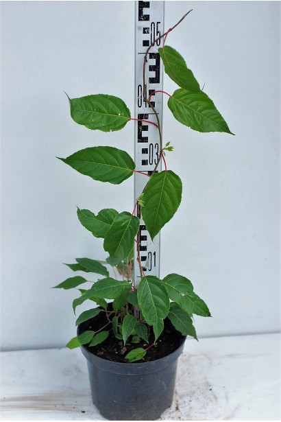 Актинідія гостролиста Ісаї в горщику 3 л висота 50 см