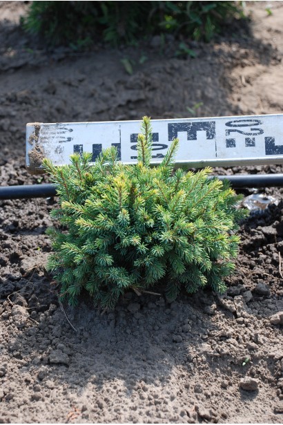 Ялина ситхінська Міджат діаметр 15-20 см