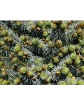 Ель ситхинская Миджат | Picea sitchensis Midget | Ялина сітхінська Міджат