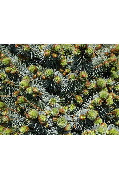 Ялина ситхінська Міджет сизо-зелена хвоя