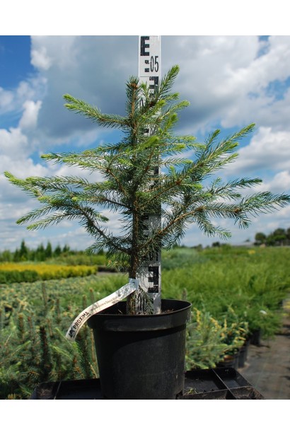 Ель колючая голубая Маджестик Блю | Picea pungens Glauca Majestic Blue | Ялина колюча блакитна Маджестік Блю