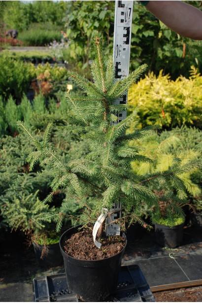 Ель голубая Маджестик Блю в горшке 5 л 40-60 см