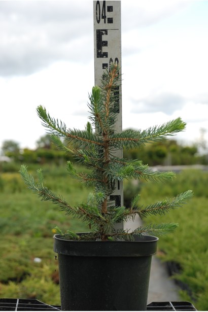 Ель колючая Маджестик Блю контейнер 3 л 20-30 см