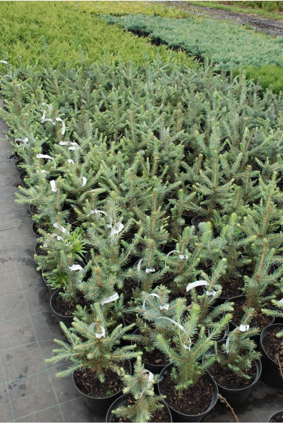 Picea pungens Majestic Blue