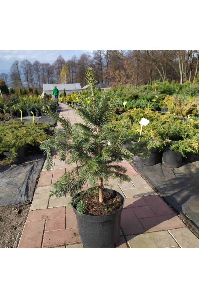 Ель Маджестик Блю зеленый оттенок хвои в тени