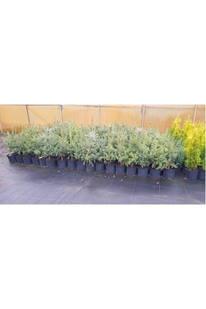 Picea pungens Glauca Majestic Blue