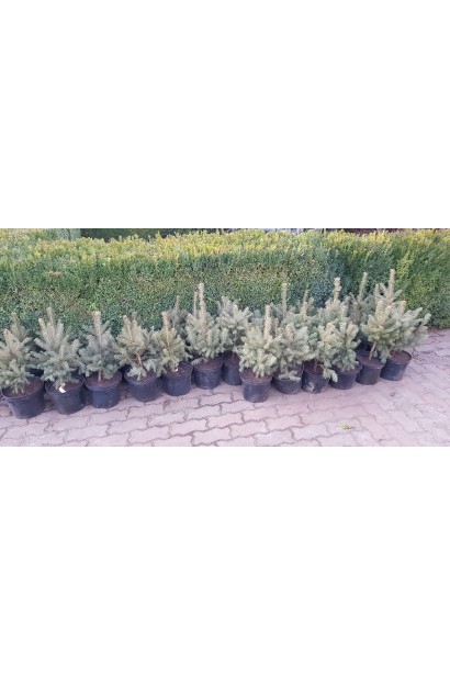 Ель колючая голубая Маджестик Блю саженцы в садовом центре