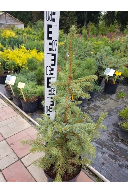 Ель колючая Маджестик Блю саженец 60-80 см