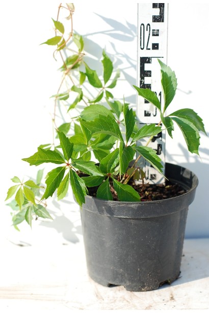 Виноград дівочий п`ятилисточковий Енгельмана / Партеноциссус | Виноград девичий пятилисточковый Энгельмана / Партеноциссус | Parthenocissus quinquefolia varieties Еngelmannii