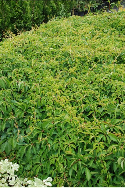 Виноград дівочий п`ятилисточковий Енгельмана / Партеноциссус | Виноград девичий пятилисточковый Энгельмана / Партеноциссус | Parthenocissus quinquefolia varieties Еngelmannii