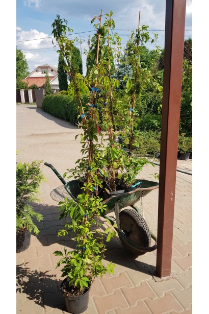 Виноград дівочий п`ятилисточковий Енгельмана / Партеноциссус | Виноград девичий пятилисточковый Энгельмана / Партеноциссус | Parthenocissus quinquefolia varieties Еngelmannii