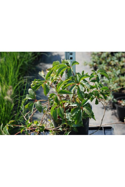 Виноград дівочий п`ятилисточковий Енгельмана / Партеноциссус | Виноград девичий пятилисточковый Энгельмана / Партеноциссус | Parthenocissus quinquefolia varieties Еngelmannii