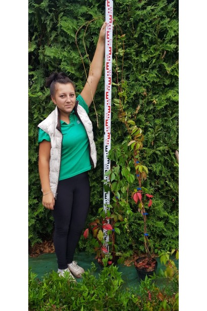 Виноград дівочий п`ятилисточковий Енгельмана / Партеноциссус | Виноград девичий пятилисточковый Энгельмана / Партеноциссус | Parthenocissus quinquefolia varieties Еngelmannii