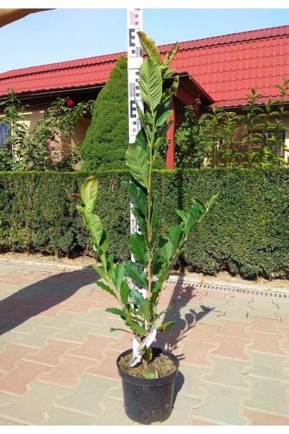 Магнолія суланжа Альба Суперба в контейнері 5 л 80-100 см