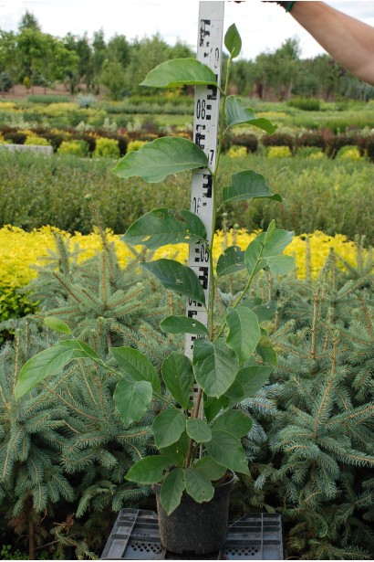 Магнолія Альба Суперба саджанець 70-90 см