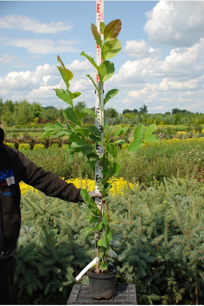 Магнолія суланжа Альба Суперба 130-150 см