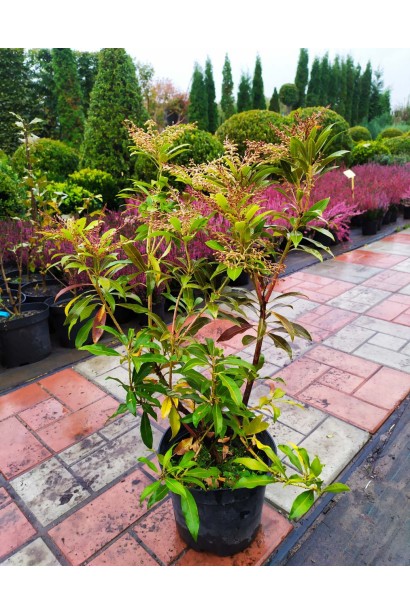 Пієріс японський Форест Флейм в контейнері