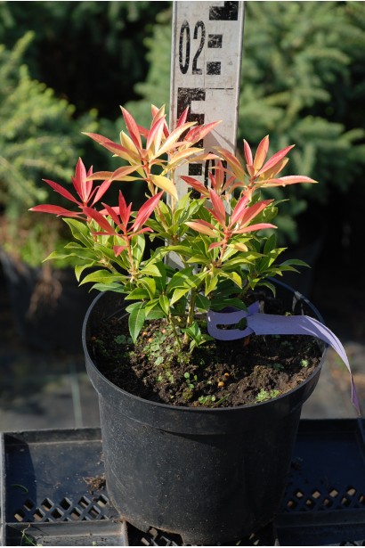 Пієріс японський Форест Флейм в контейнері