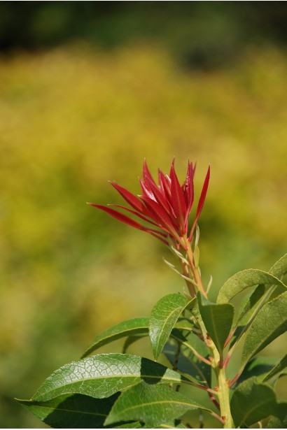 Пієріс японський Форест Флейм | Пиерис японский Форест Флэйм | Pieris japonica Forest Flame
