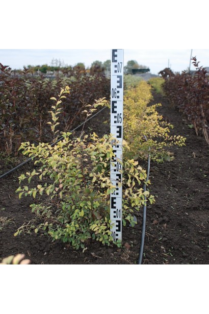 Спирея вангутта Голд Фонтейн