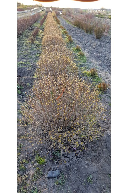 Спирея вангутта Голд Фонтейн