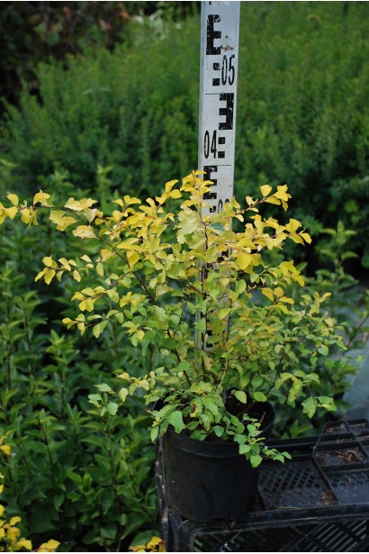 Спирея вангута Голд Фонтейн в питомнике