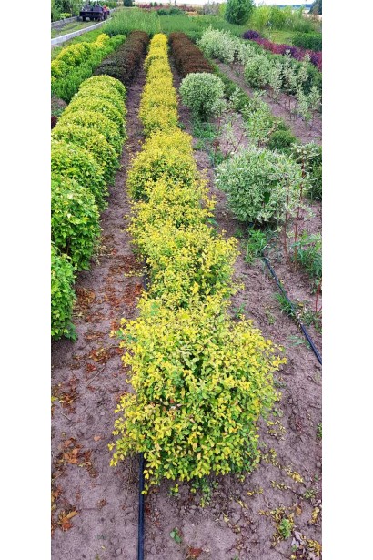 Спирея Голд Фонтейн: элегантный выбор для озеленения.