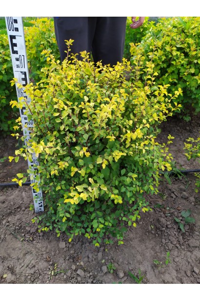 Неприхотливая и декоративная спирея Голд Фонтейн.