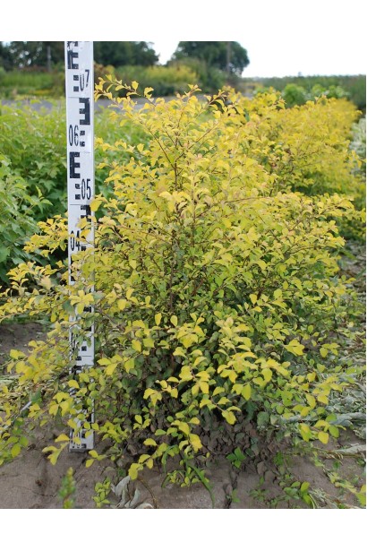 Спирея вангута Голд Фонтейн в питомнике