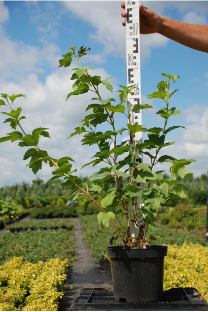 Калина обыкновенная Бульденеж контейнер 5 л 50-70 см