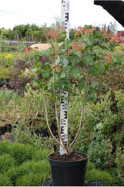 Калина обыкновенная Розеум саженец 40-60 см