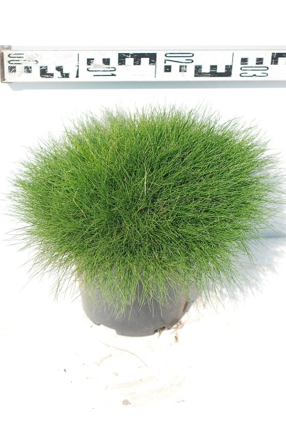 Овсяница Гаутери / Готье