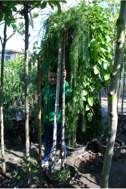 Модрина плакуча Стіф Віпер на штамбі 