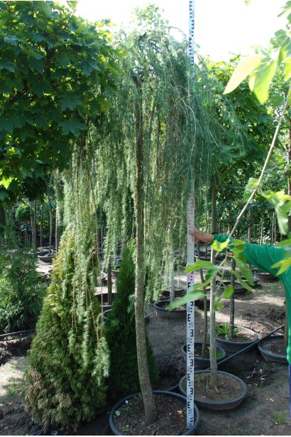 Модрина Стіф Віпер на штамбі хвойне дерево з повислими пагонами