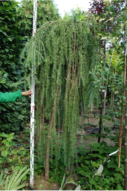 Larix kaempferi Stiff Weeper on shtambe