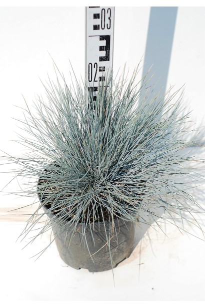 Festuca glauca / cinerea