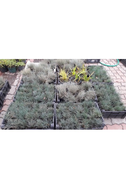 Вівсяниця блакитна / сиза в розсаднику Проксіма