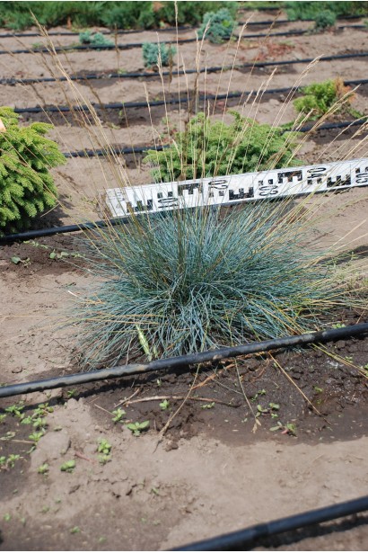 Вівсяниця блакитна / сиза в розсаднику Проксіма