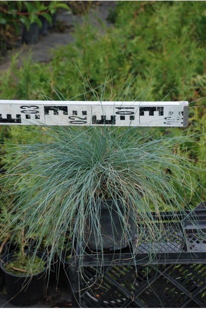 Вівсяниця блакитна / сиза - 3л/вис.20-30см/Ø30-40см