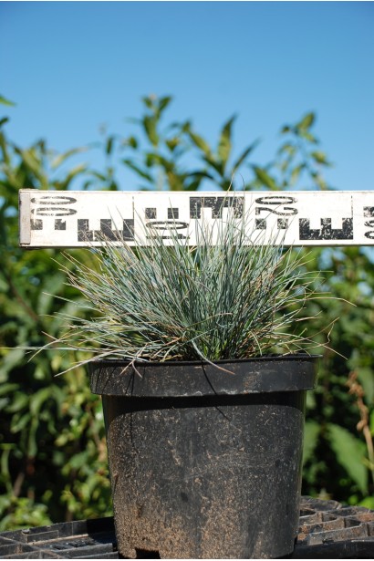 Вівсяниця блакитна / сиза - 3л/вис.20-25см/Ø20-25см