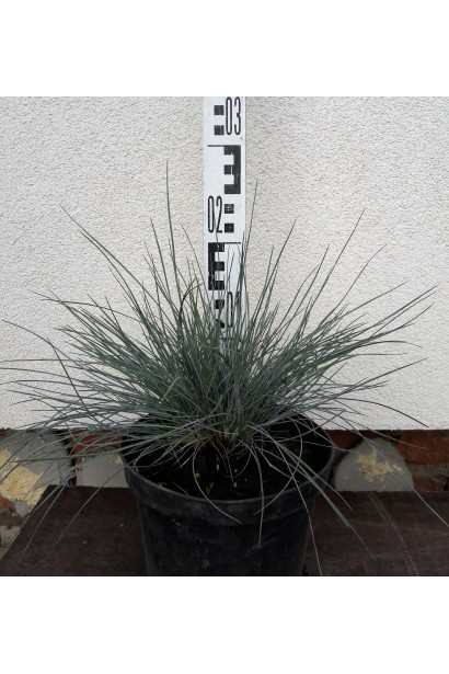 Вівсяниця блакитна / сиза